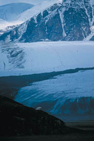 A polar bear tracks Larrson's team.