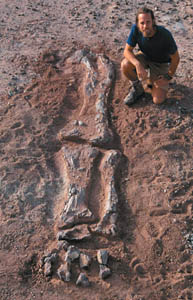 Larsson with the leg of a sauropod dinosaur.