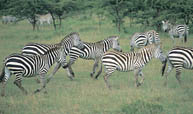 Photo of zebras in a field.