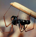 Photo of a spider on a branch.