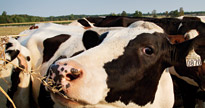 The Mac dairy cattle herd.