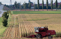 Macdonald Campus farm.