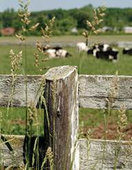 The split rail fences of Macdonald farm.