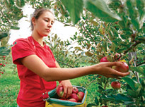 The Macdonald orchard.