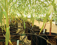 Plant Science greenhouses.