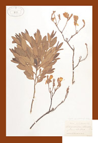 Curaters at McGill and the treasures: herbarium.