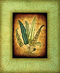 A montage: a frame with age-cracked green paint surrounds what looks like an old illustration from a botanical reference work.