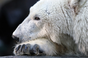 A polar bear at rest